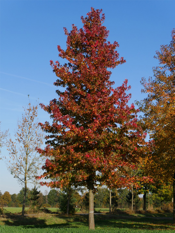 北美枫香希亚 – 北京绿洲国际农林科技有限公司