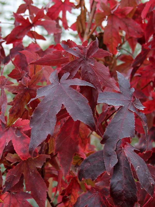 北美枫香希亚 – 北京绿洲国际农林科技有限公司